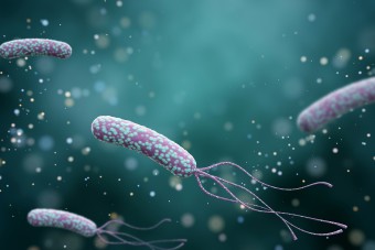 pic of bacteria