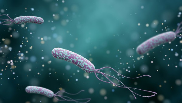 pic of bacteria